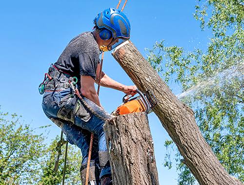 Tree pruning Service – Starting at $150