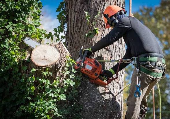 Tree pruning Service – Starting at $150
