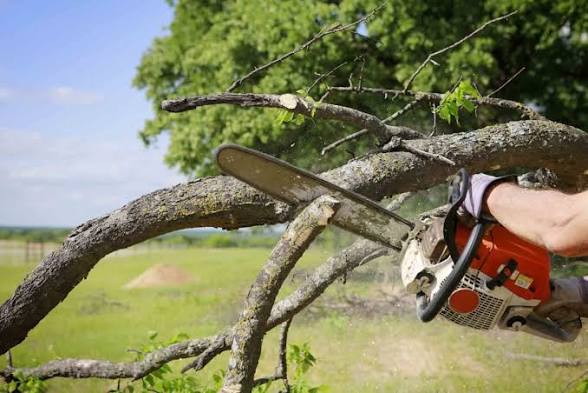 Tree pruning Service – Starting at $150