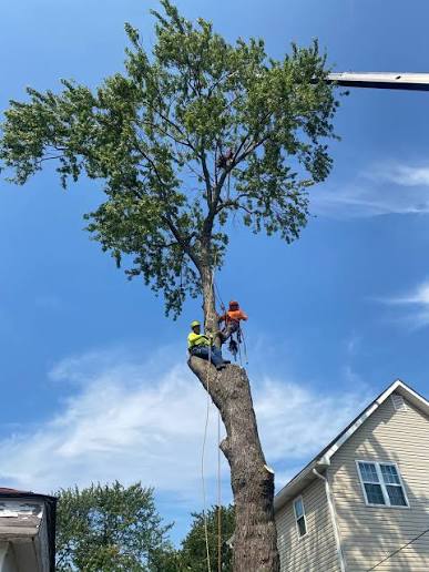 Tree pruning Service – Starting at $150